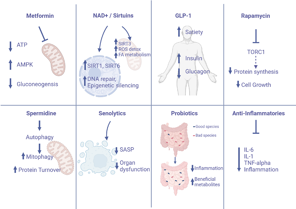 Anti-Aging Mechanisms