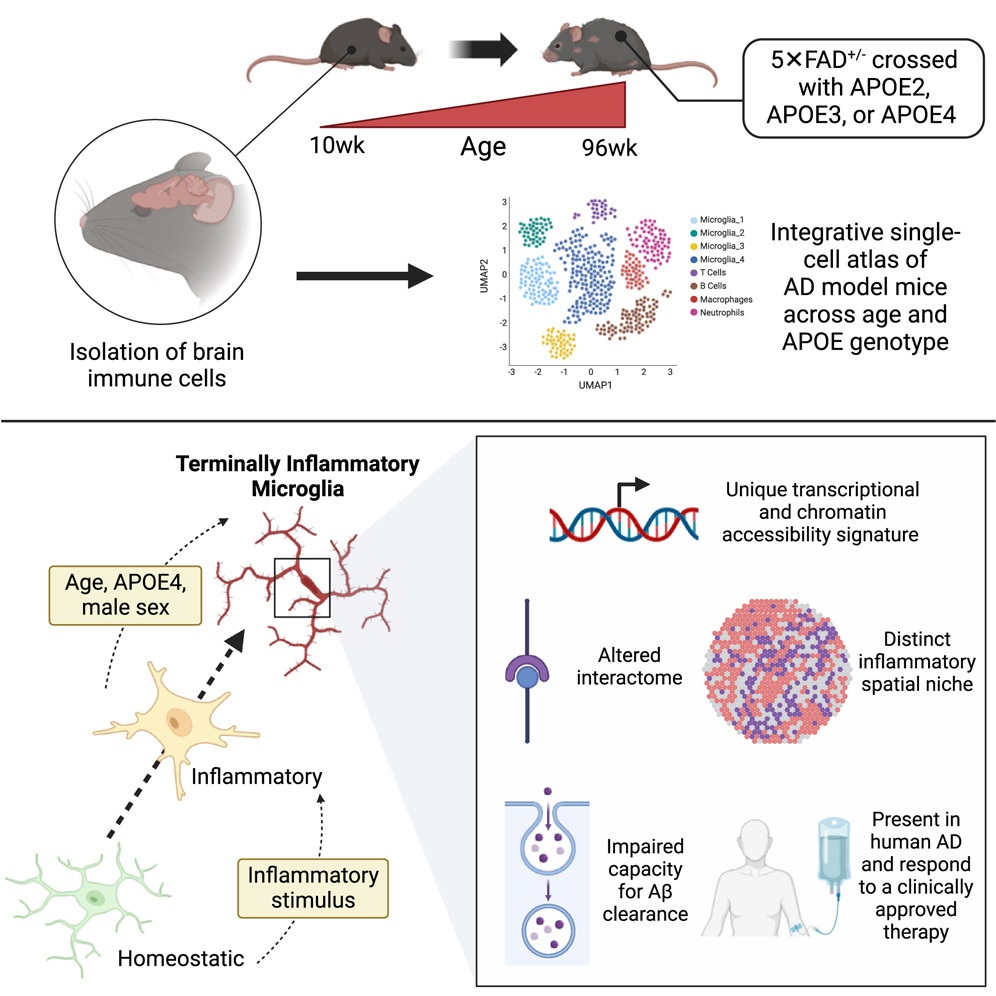 Alzheimer's microglia