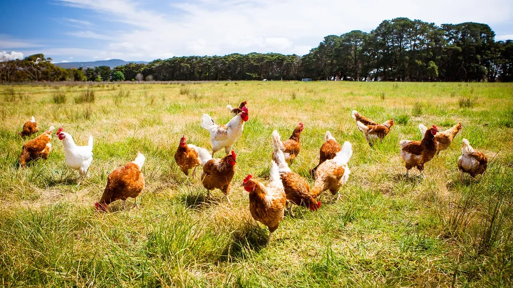 Chickens