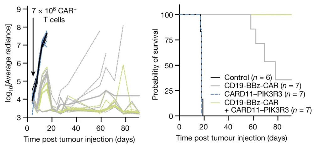 Mutant CAR T Cells 1