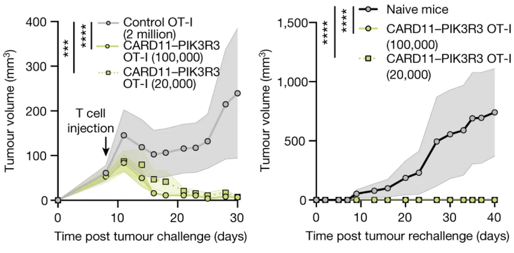 Mutant CAR T Cells 2