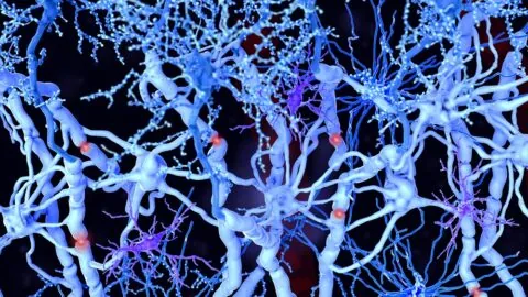 Oligodendrocytes
