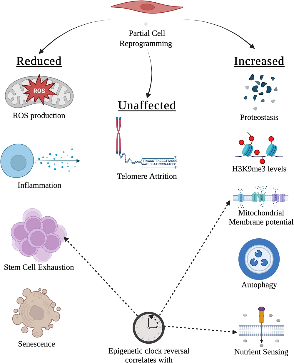 Partial cellular reprogramming