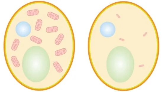 Cells with shrunken mitochondria