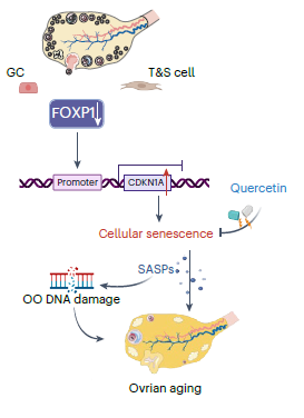 FOXP1 ovaries