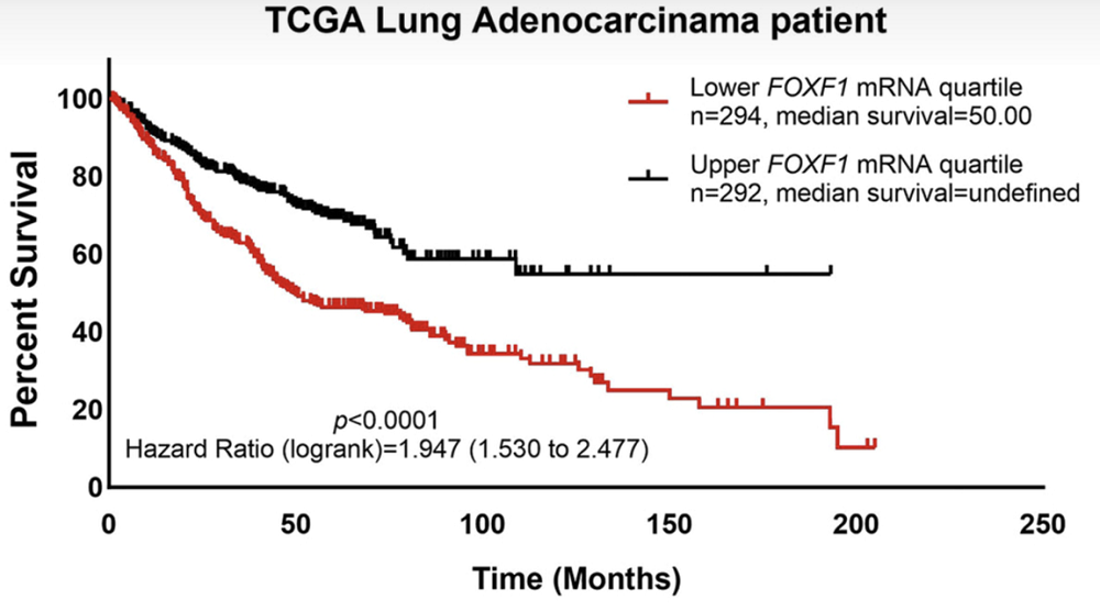 Foxf1 Lung Cancer 1