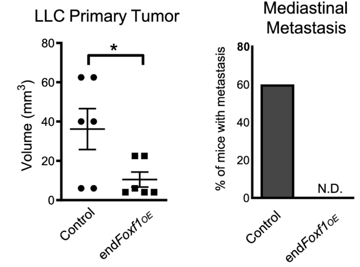 Foxf1 Lung Cancer 2