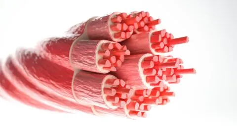 Muscle fibers