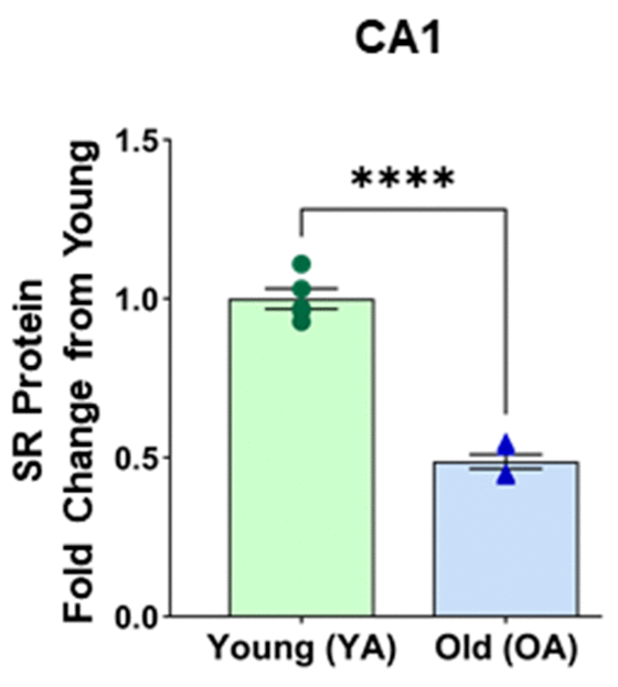 CA1 male rats