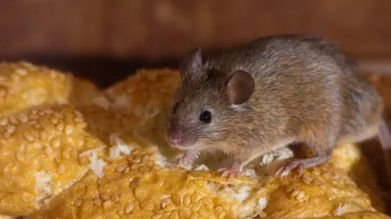 Hungry mouse