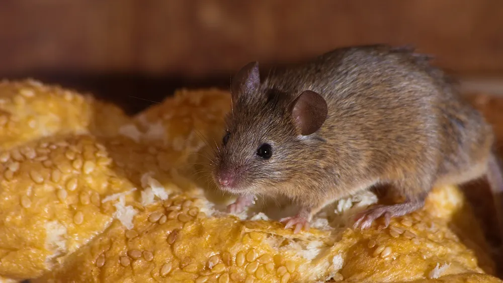 Hungry mouse