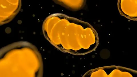 Mitochondria