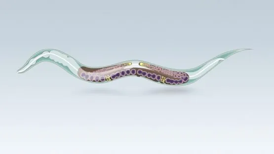 C. Elegans Nematode