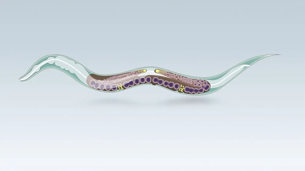 C. Elegans Nematode