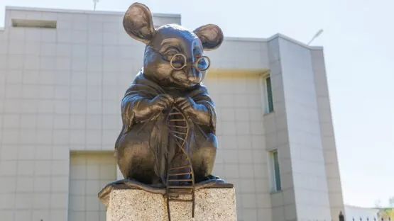Mouse knitting DNA
