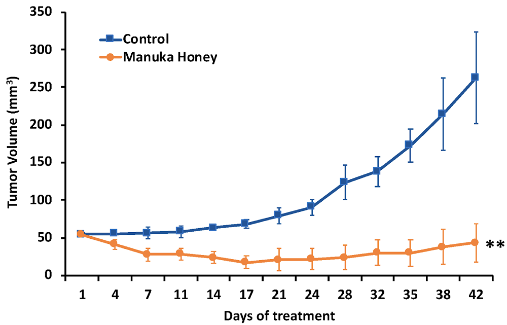 Manuka Honey Effective Against Breast Cancer in Mice - News - LONGECITY