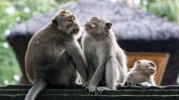 Cynomolgus monkeys