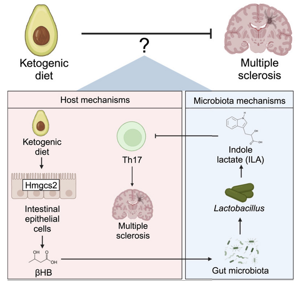 Keto MS Mice