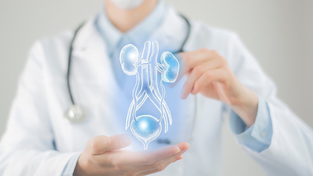 Senescent Cells' Role in Bladder Cancer Aging