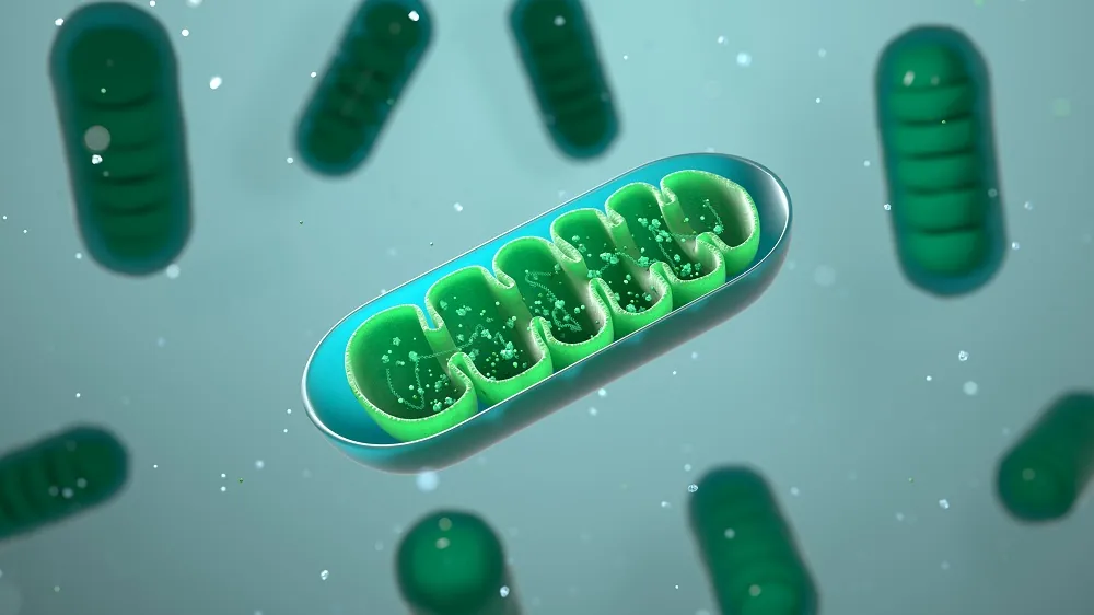 Enhancing Sirtuin Function for Healthy Aging