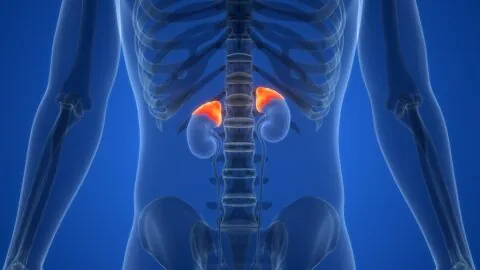 Adrenal glands