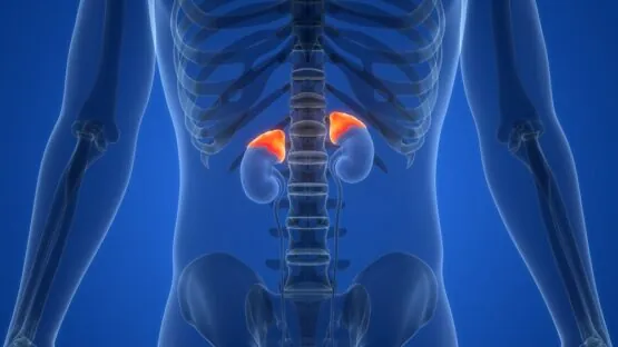 Adrenal glands