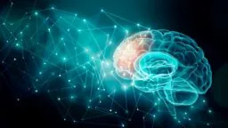 Brain activity