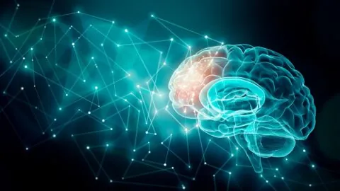 Brain activity