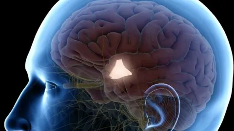 Hypothalamus