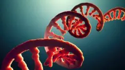 RNA