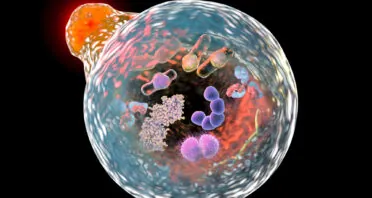 Why We Age: Disabled Macroautophagy