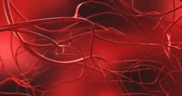 A Senescence-Related Target for Blood Vessel Formation