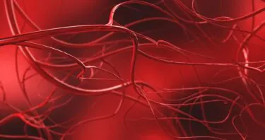 A Senescence-Related Target for Blood Vessel Formation