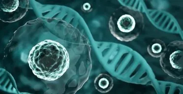 How Extracellular Vesicles From Stem Cells Fight Senescence