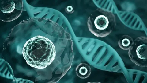 Cells and DNA