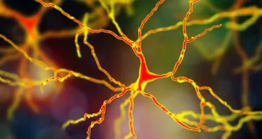 Neurons Hidden to Immune Cells Improve Parkinson’s in Rats