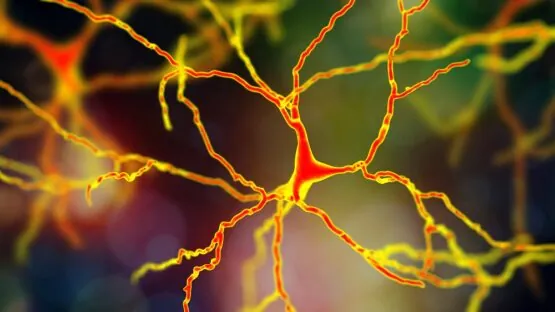 Dopaminergic neuron