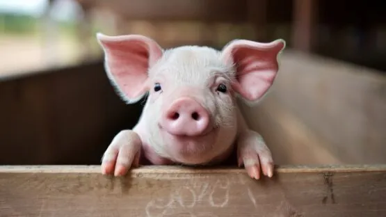 Happy pig