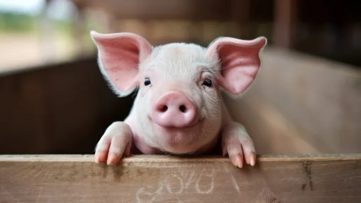 Happy pig