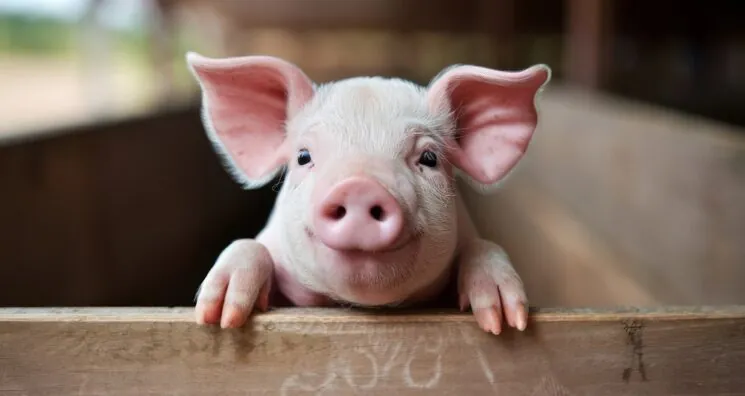 World’s First Pig-to-Human Liver Transplant