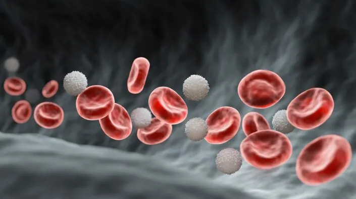 White blood cells