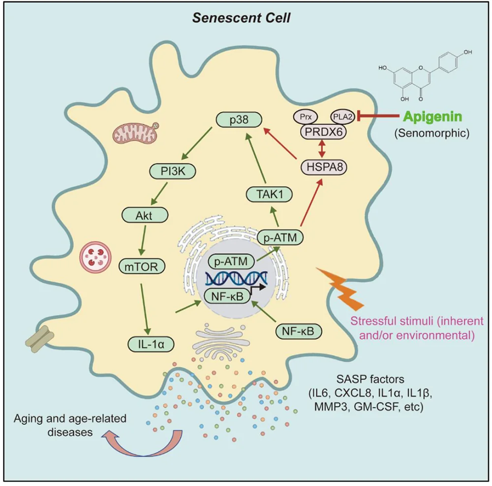 Apigenin 1