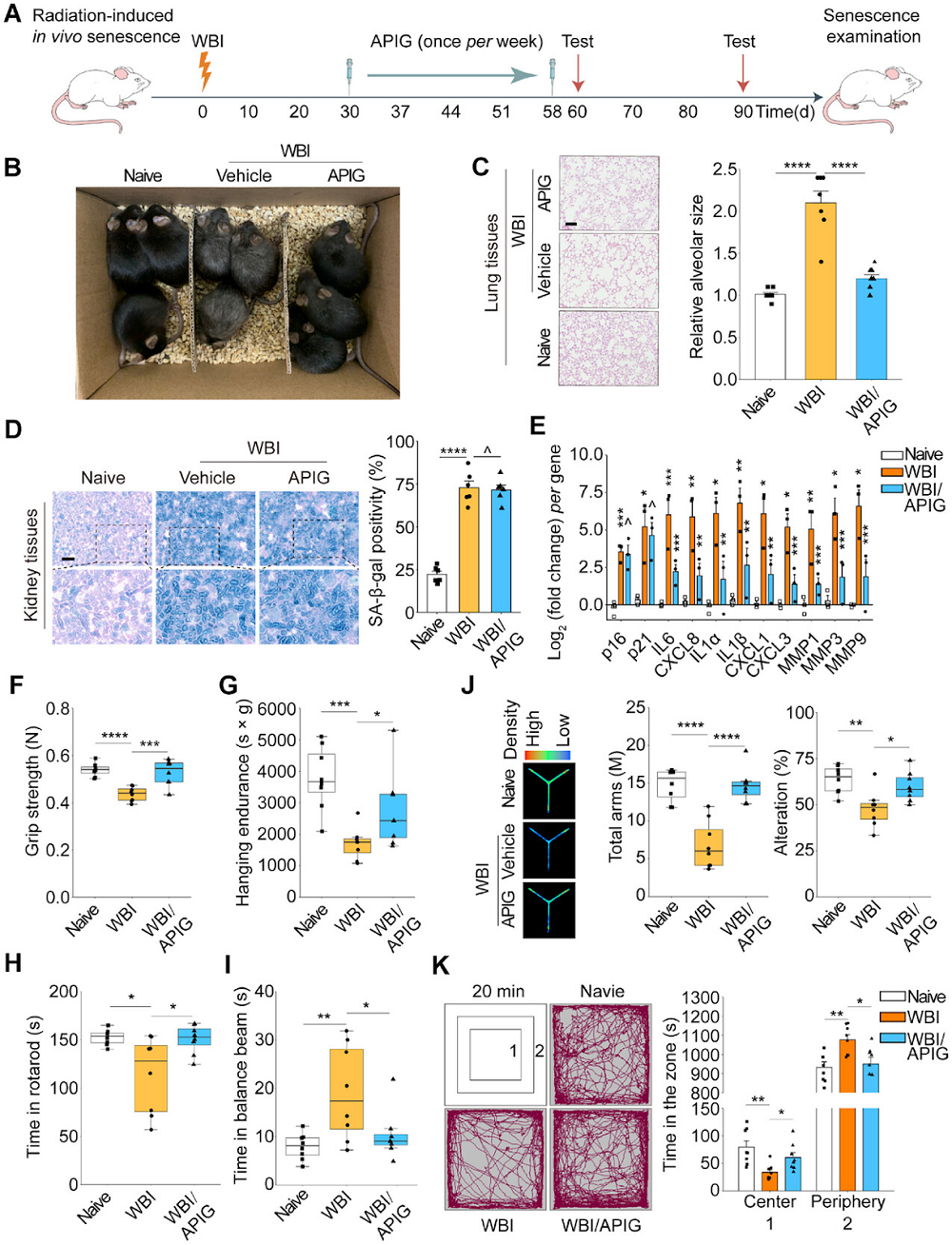Apigenin 2