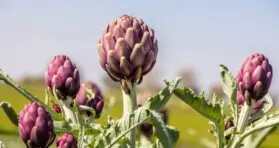 How Apigenin May Reduce Senescence and Cancer