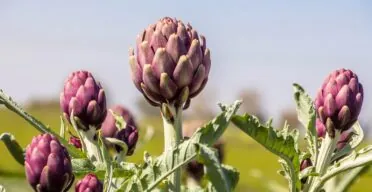 How Apigenin May Reduce Senescence and Cancer