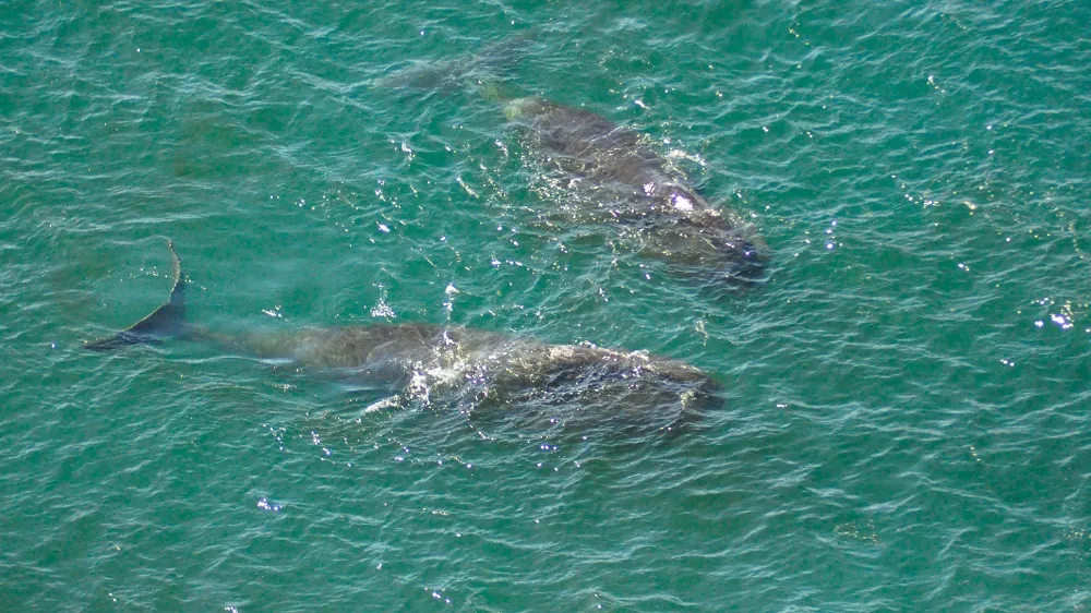 Bowhead whales