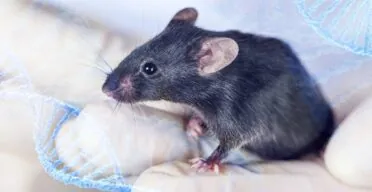 A Drug Combo Increases Lifespan in Mice by Over 30%