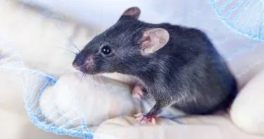 A Drug Combo Increases Lifespan in Mice by Over 30%