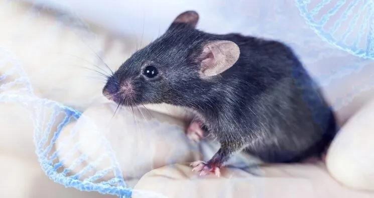 A Drug Combo Increases Lifespan in Mice by Over 30%