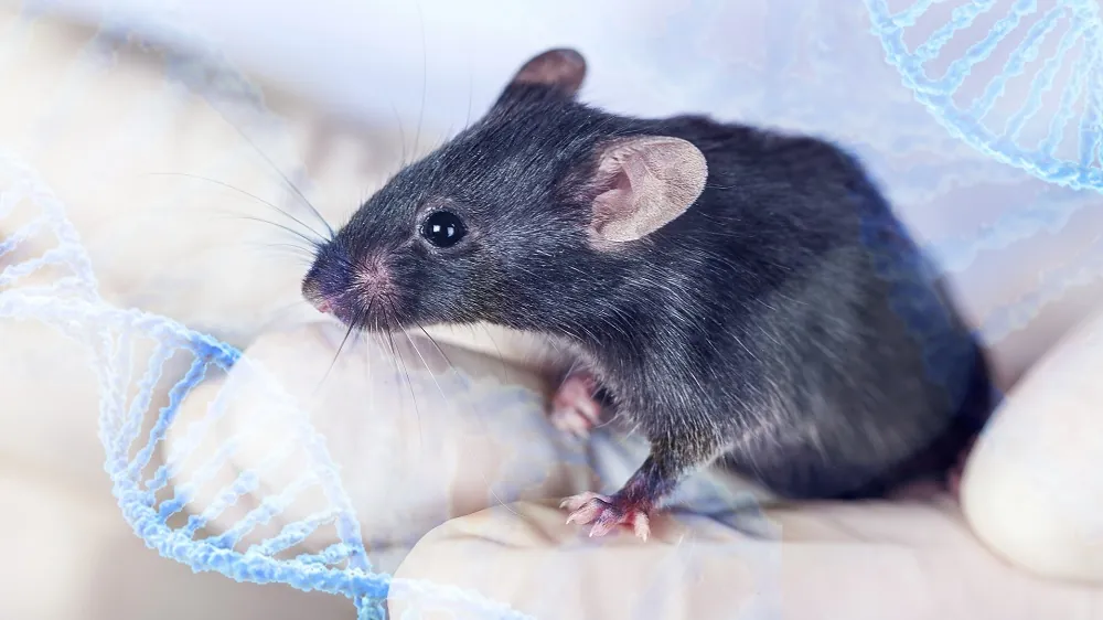 Curious lab mouse